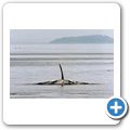 Whale-Watching mit dem Segelboot - Orca