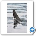 Whale-Watching mit dem Segelboot - Orca