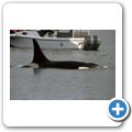 Whale-Watching mit dem Segelboot - Orca