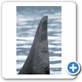 Whale-Watching mit dem Segelboot - Orca