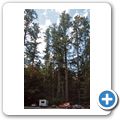 Cathedral Grove