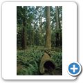 Cathedral Grove