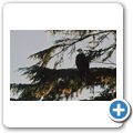 "Bear Watching" auf dem Lemmens Inlet - Wei&szlig;kopfseeadler