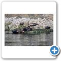 "Bear Watching" auf dem Lemmens Inlet - Seehund