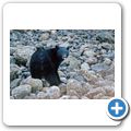 "Bear Watching" auf dem Lemmens Inlet - Schwarzb&auml;r