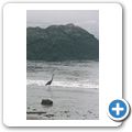 Pacific Rim National Park - Long Beach - Kanadareiher