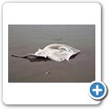 Pacific Rim National Park - Long Beach - Rochen