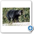 Pacific Rim National Park - Schwarzb&auml;r