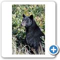 Pacific Rim National Park - Schwarzb&auml;r