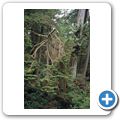 Pacific Rim National Park - Rainforrest Trail