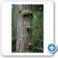 Pacific Rim National Park - Rainforrest Trail
