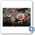 Pacific Rim National Park - Rainforrest Trail