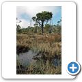 Pacific Rim National Park - Shoreline Bog Trail