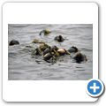 Pacific Rim National Park - Fahrt zur "Broken Island Group" - Kelp Algen