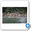 Pacific Rim National Park - Fahrt zur "Broken Island Group" - Kalifornischer Seel&ouml;we