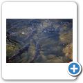 Stamp River Provincional Park - Lachswanderung