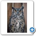 North Island Wildlife Recovery Center - Virginia-Uhu