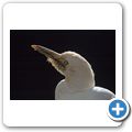North Island Wildlife Recovery Center - Silberreiher