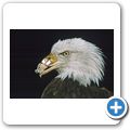 North Island Wildlife Recovery Center - Wei&szlig;kopfseeadler