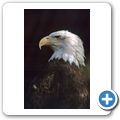 North Island Wildlife Recovery Center - Wei&szlig;kopfseeadler