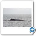 Whale-Watching in der Juan de Fuca Stra&szlig;e - Buckelwal