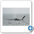 Whale-Watching in der Juan de Fuca Stra&szlig;e - Buckelwal