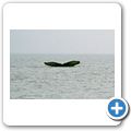 Whale-Watching in der Juan de Fuca Stra&szlig;e - Buckelwal
