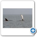 Whale-Watching in der Juan de Fuca Stra&szlig;e - Buckelwal
