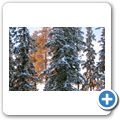 Wanderung durch den winterlichen Wald