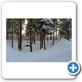 Wanderung durch den winterlichen Wald