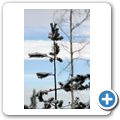 Wanderung durch den winterlichen Wald