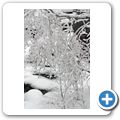 Wanderung durch den winterlichen Wald