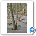 Winter auf R&uuml;gen