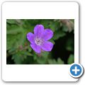 Waldstorchschnabel