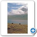 Reydarfjord - Islandpferde