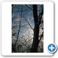 winterliche B&auml;ume