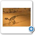Drumheller - Royal Tyrell Museum - Raptor