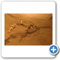 Drumheller - Royal Tyrell Museum - Campsosaurus
