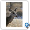 Wapiti-Hirsch