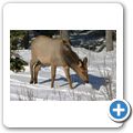 Banff National Park - Wapiti-Hirsch