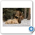 Banff National Park - Wapiti-Hirsch