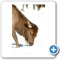 Banff National Park - Wapiti-Hirsch