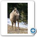 Spray Valley Provincial Park - Schneeziege