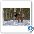 Spray Valley Provincial Park - Wapiti-Hirsch