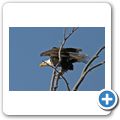 Waterton Lakes National Park - Wei&szlig;kopfseeadler
