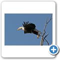 Waterton Lakes National Park - Wei&szlig;kopfseeadler
