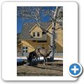 Waterton Lakes National Park - Waterton Village - Wapiti-Hirsch