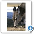 Waterton Lakes National Park - Waterton Village - Wapiti-Hirsch