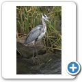Ein Paradies f&uuml;r Vogelbeobachter - Graureiher
