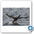 Ein Paradies f&uuml;r Vogelbeobachter - Kormoran